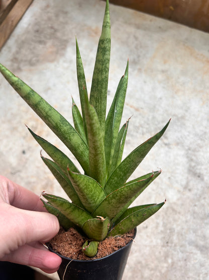 Sansevieria trifiasciata &