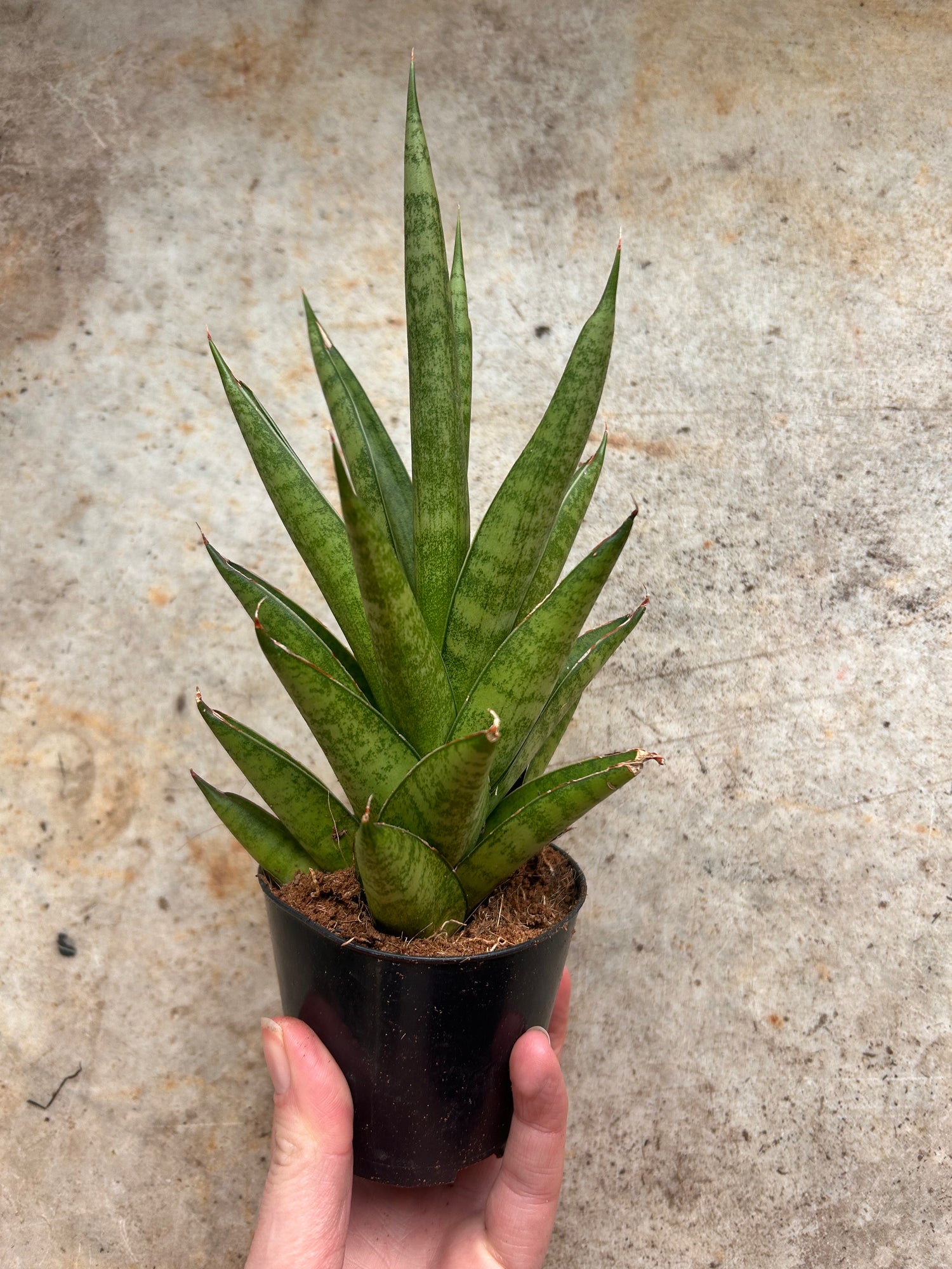 Sansevieria trifiasciata &