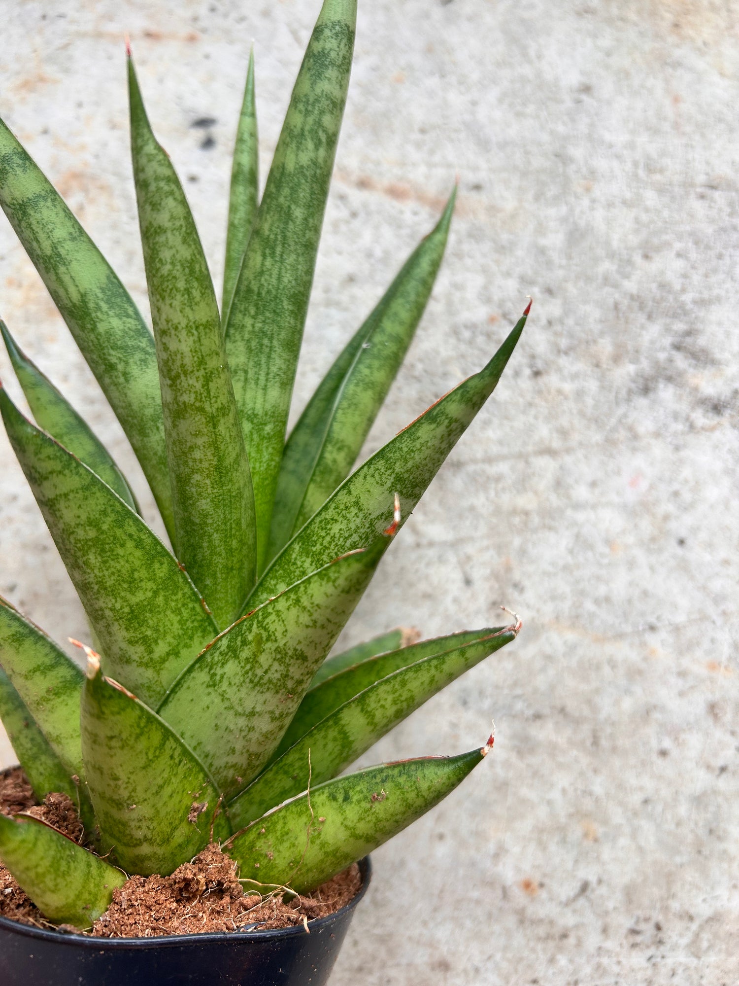 Sansevieria trifiasciata &