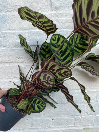 Goeppertia makoyana syn. Calathea makoyana (Peacock plant/ Prayer Plant)