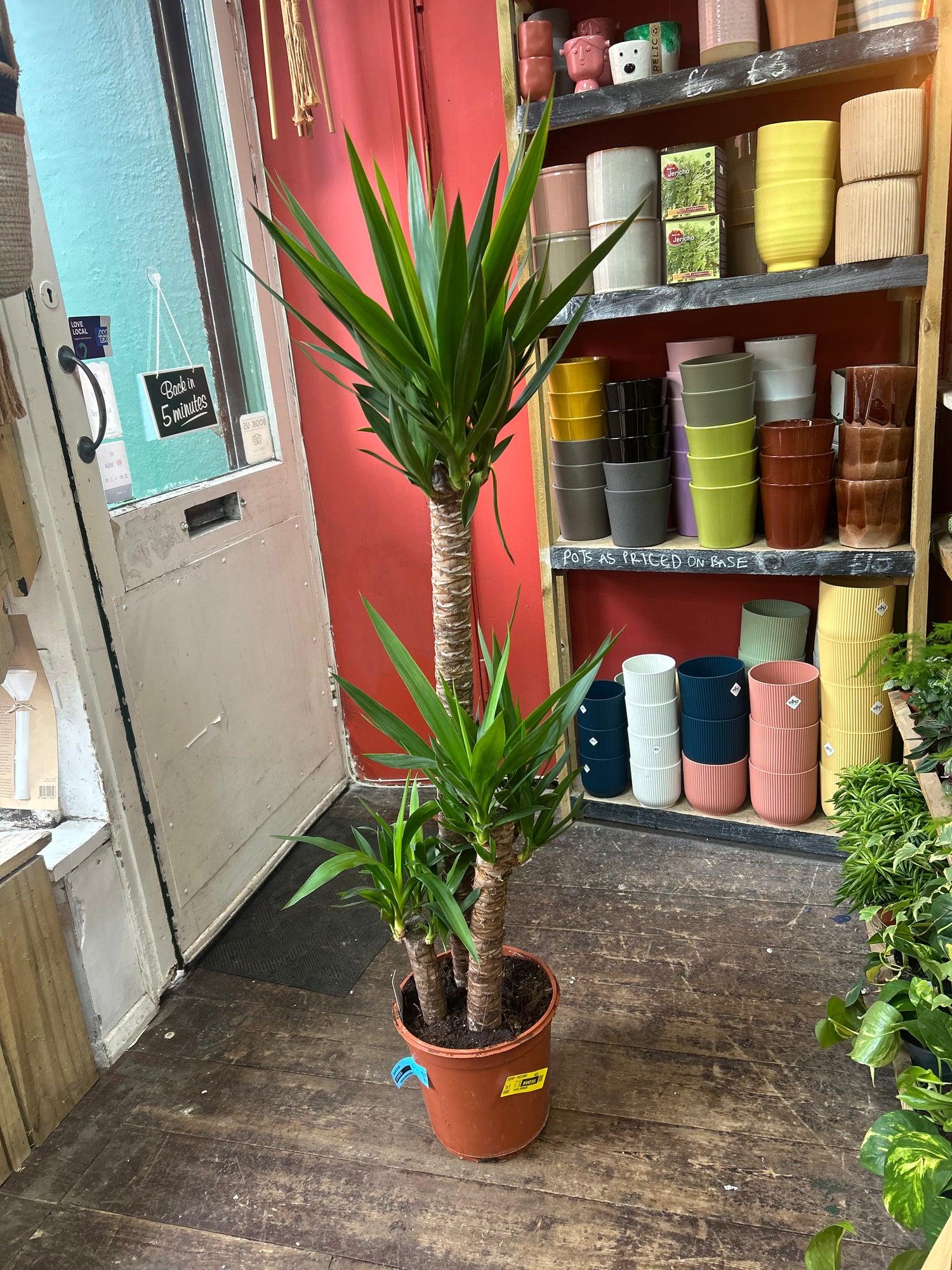 Yucca elephantipes (Spineless Yucca Plant)