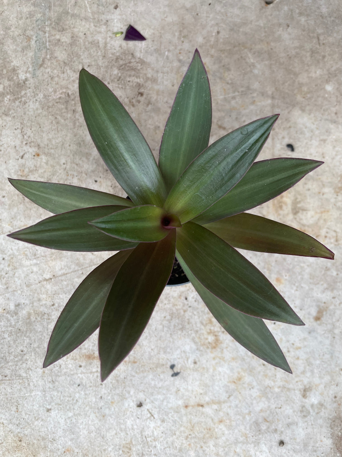 Tradescantia spathacea (Oyster plant/ Boat lily/ Moses in the cradle)