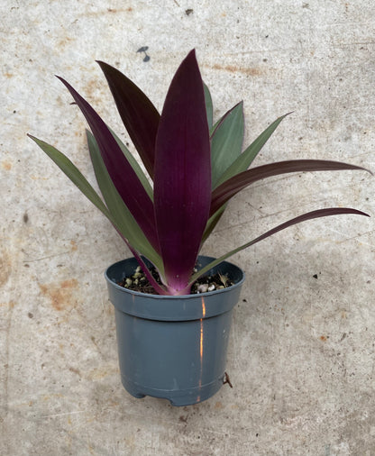 Tradescantia spathacea (Oyster plant/ Boat lily/ Moses in the cradle)