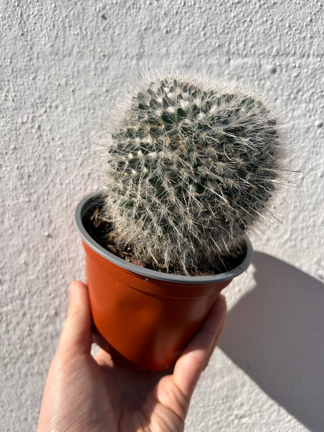 Mammillaria hahniana (Old lady cactus) British grown cacti