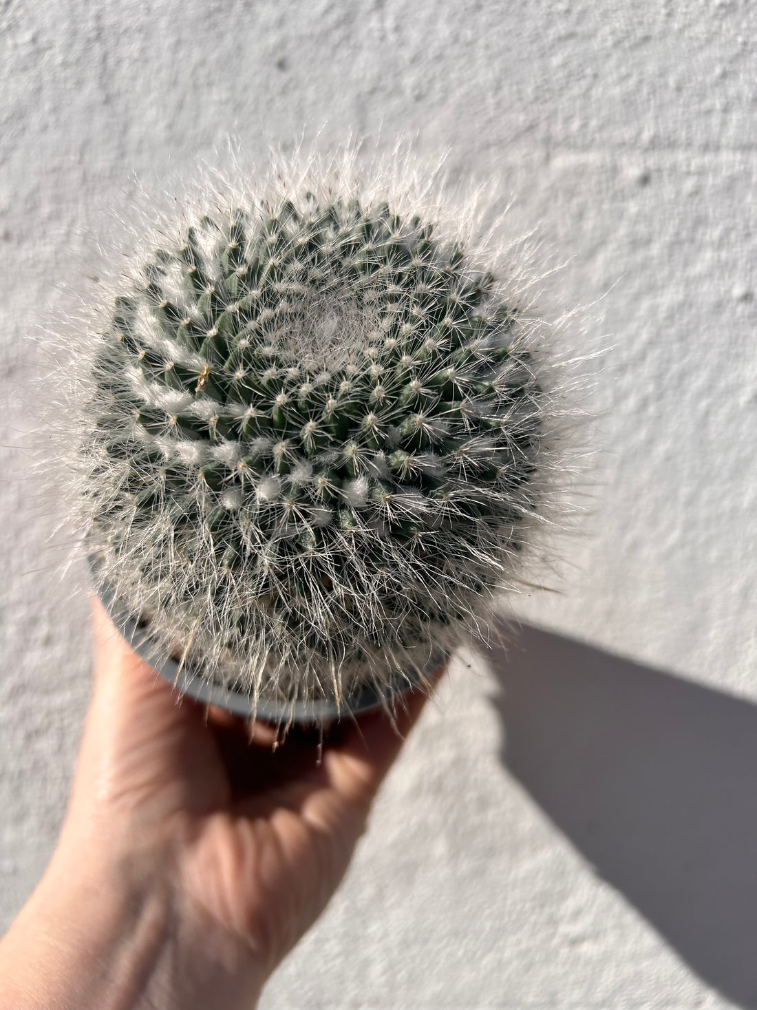 Mammillaria hahniana (Old lady cactus) British grown cacti