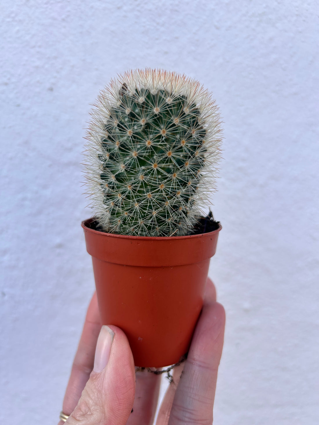 Mammillaria pilcayensis (bristle brush cactus) British grown cacti