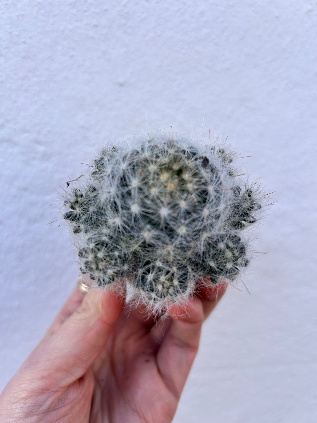 Mammillaria laui dasyacantha (fluffy cactus) - British grown