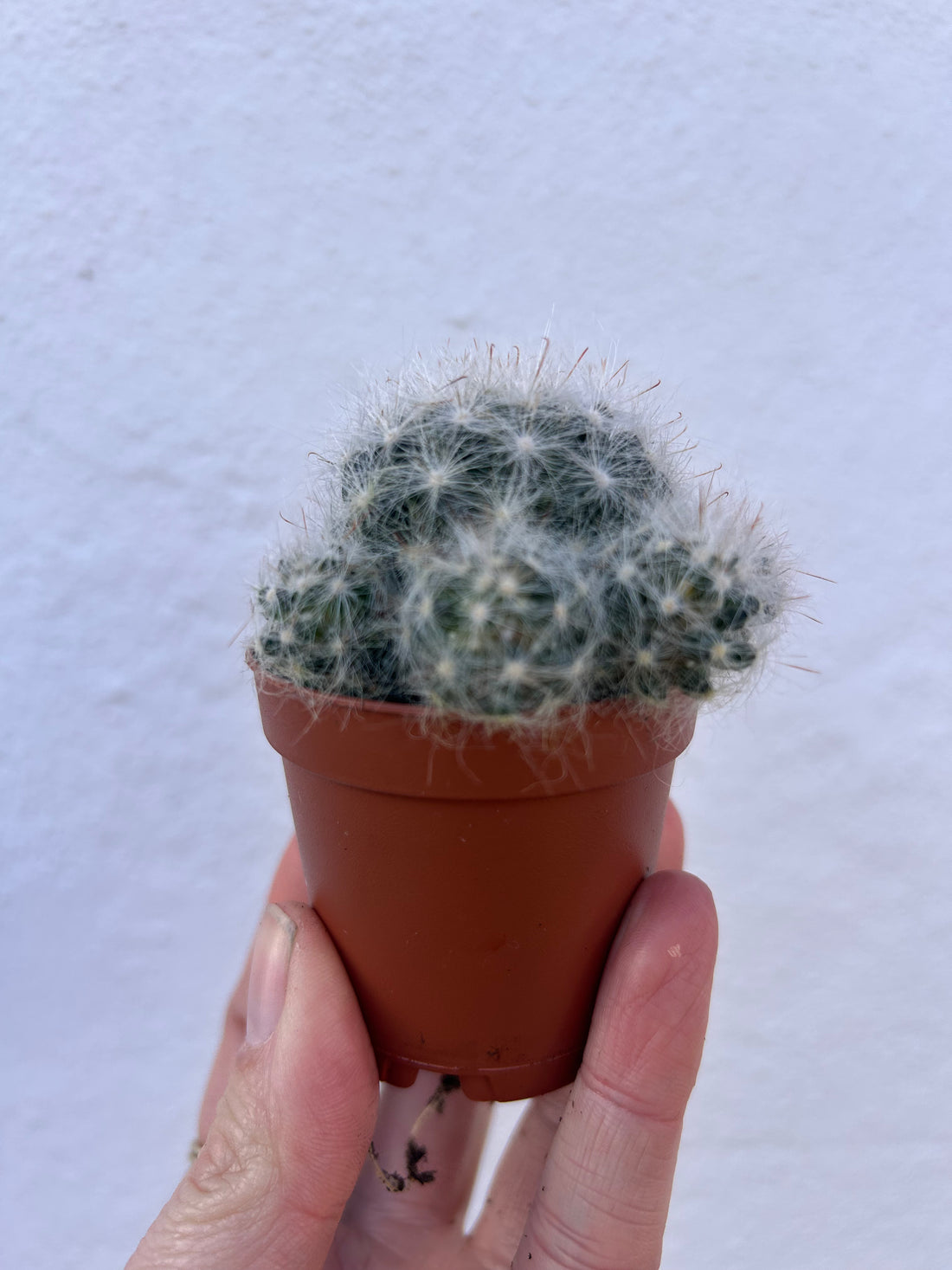 Mammillaria laui dasyacantha (fluffy cactus) - British grown