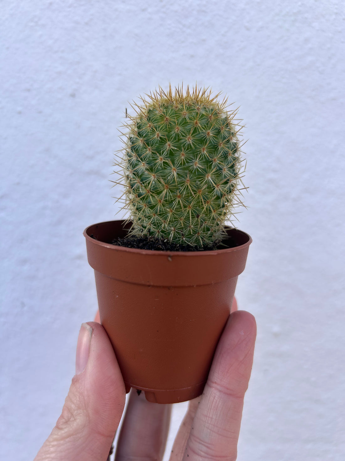 Mammillaria eriacantha &