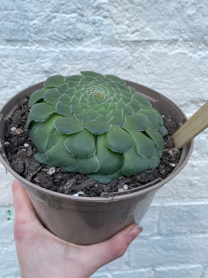 Aeonium tabuliforme (dinner plate plant) Succulent