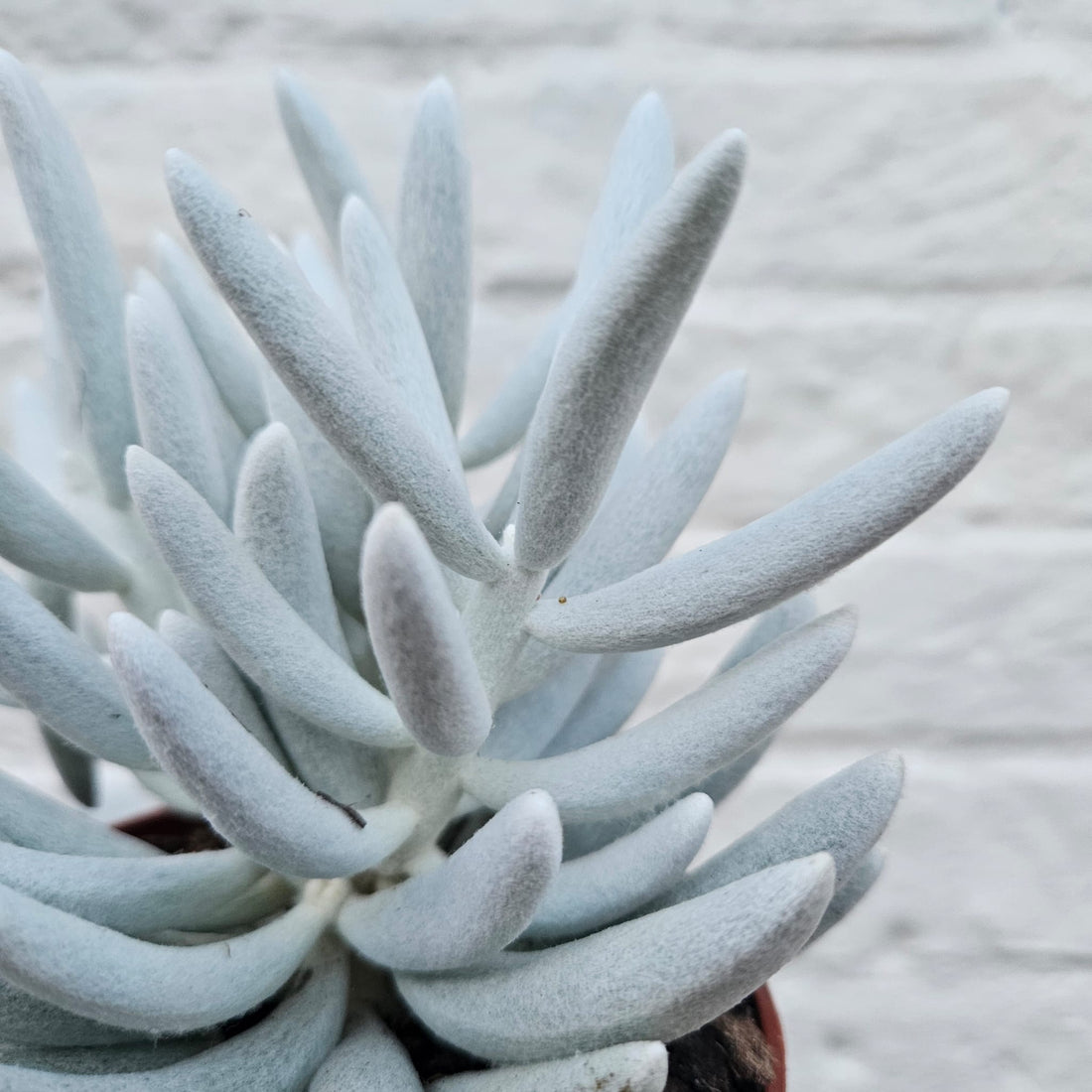 Senecio haworthii &