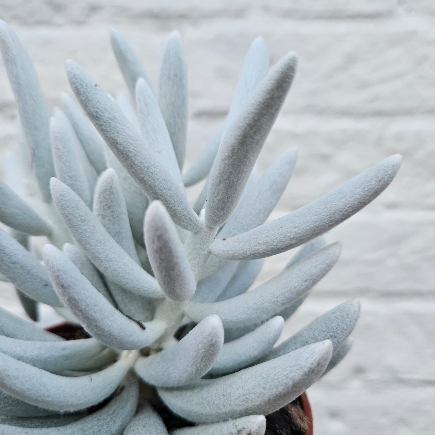 Senecio Haworthii (Mont Blanc) succulent plant