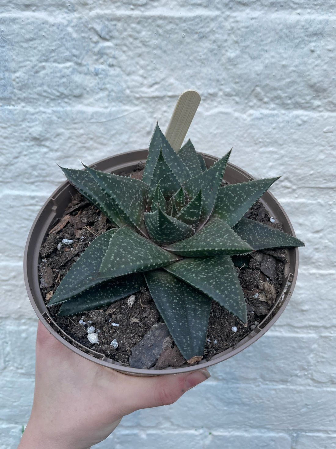 Haworthia Savanna (Star cactus)