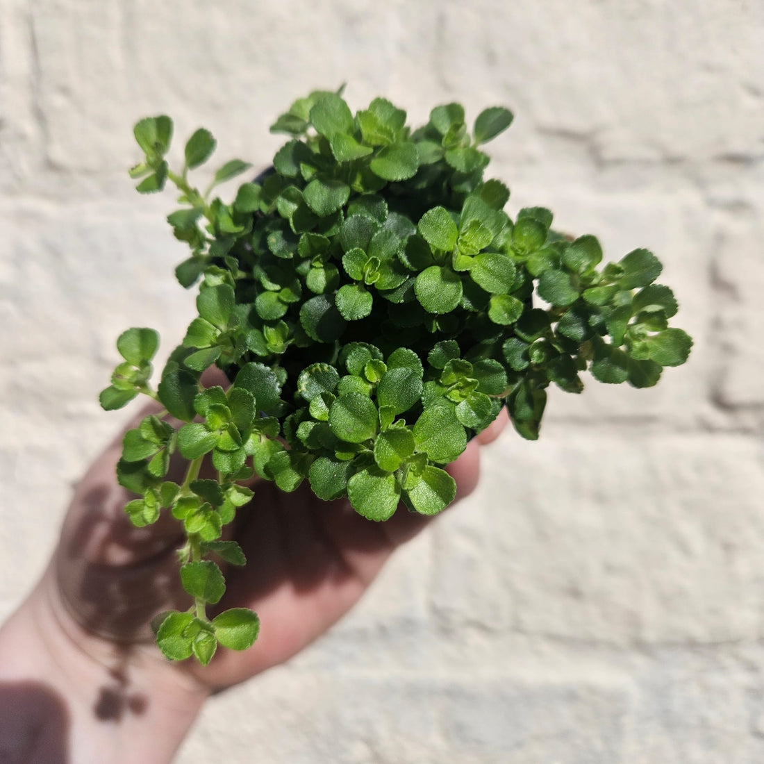 Pilea depressa (Baby tears/ Creeping Jenny)