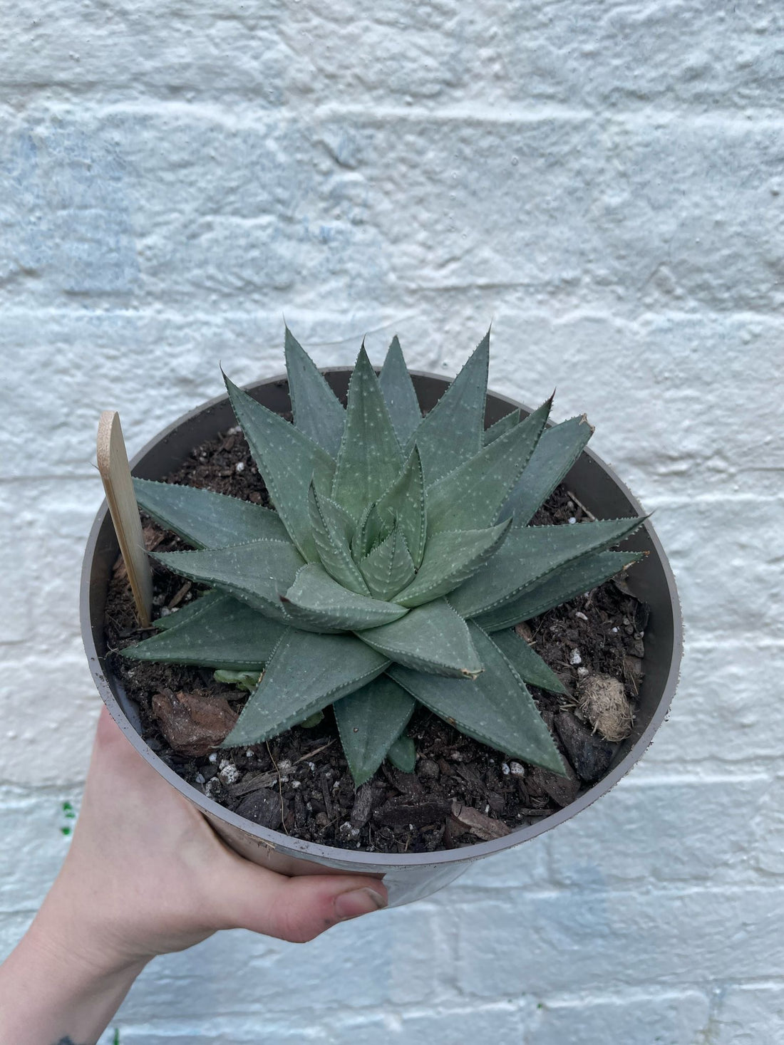 Haworthia Savanna (Star cactus)