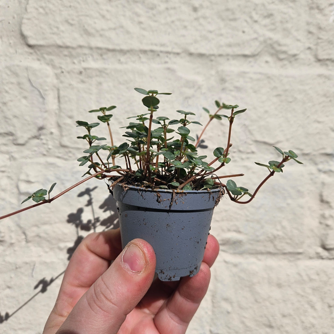 Pilea glaucophylla &