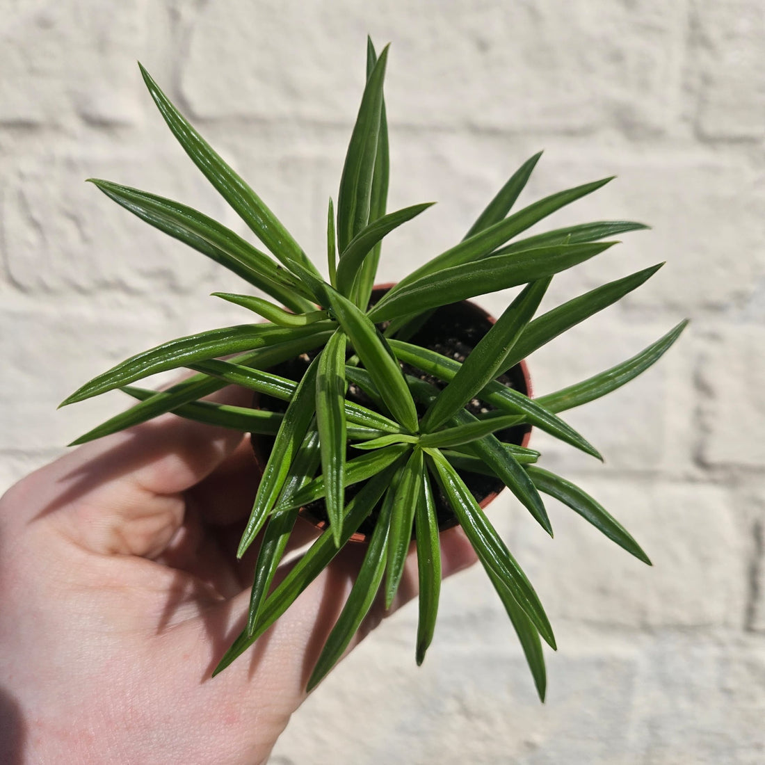 Peperomia ferryrae (Happy bean succulent)