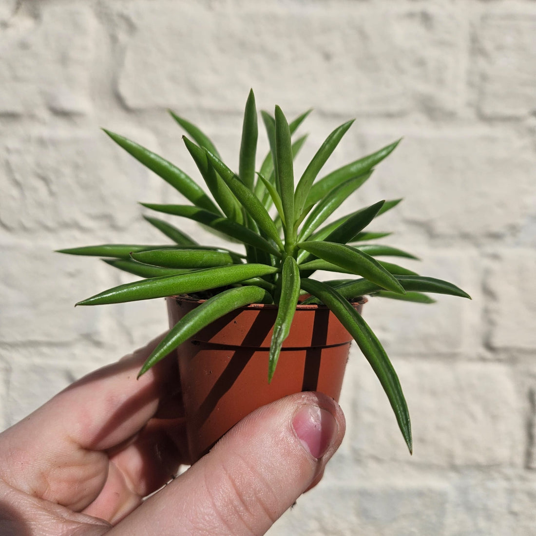 Peperomia ferryrae (Happy bean succulent)