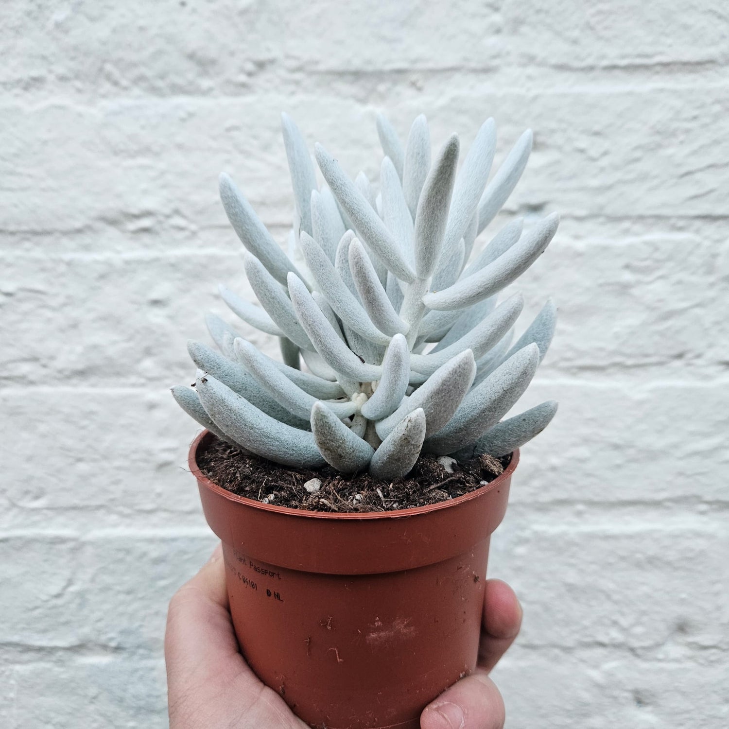 Senecio Haworthii (Mont Blanc) succulent plant