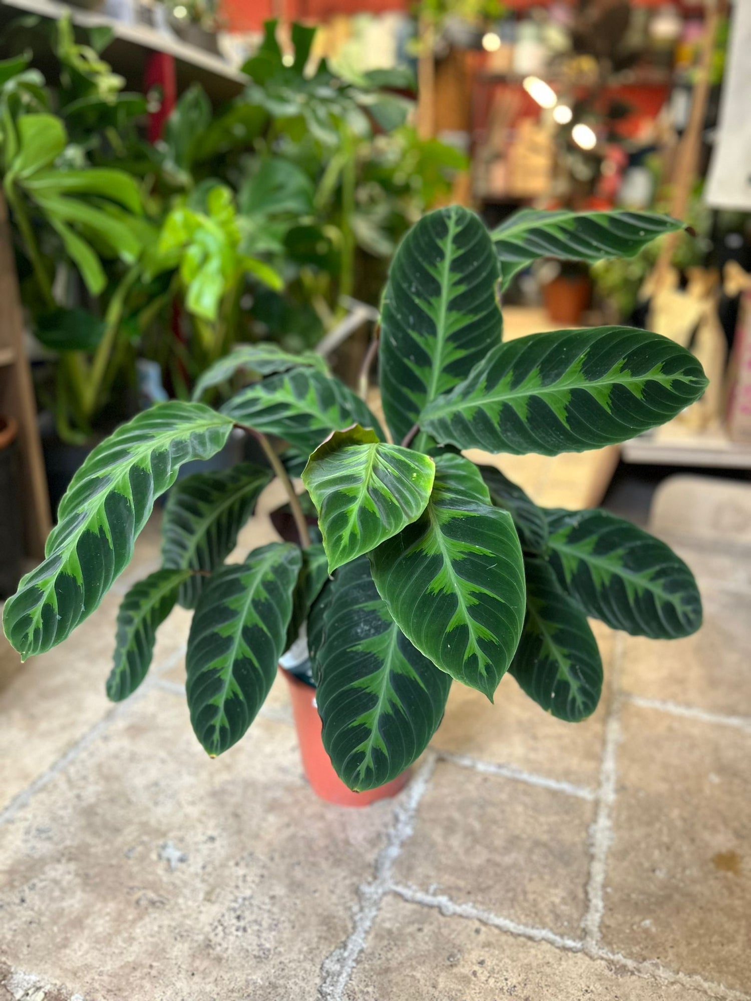 Goeppertia warscewiczii syn. Calathea warscewiczii (Jungle Velvet/ Prayer Plant)
