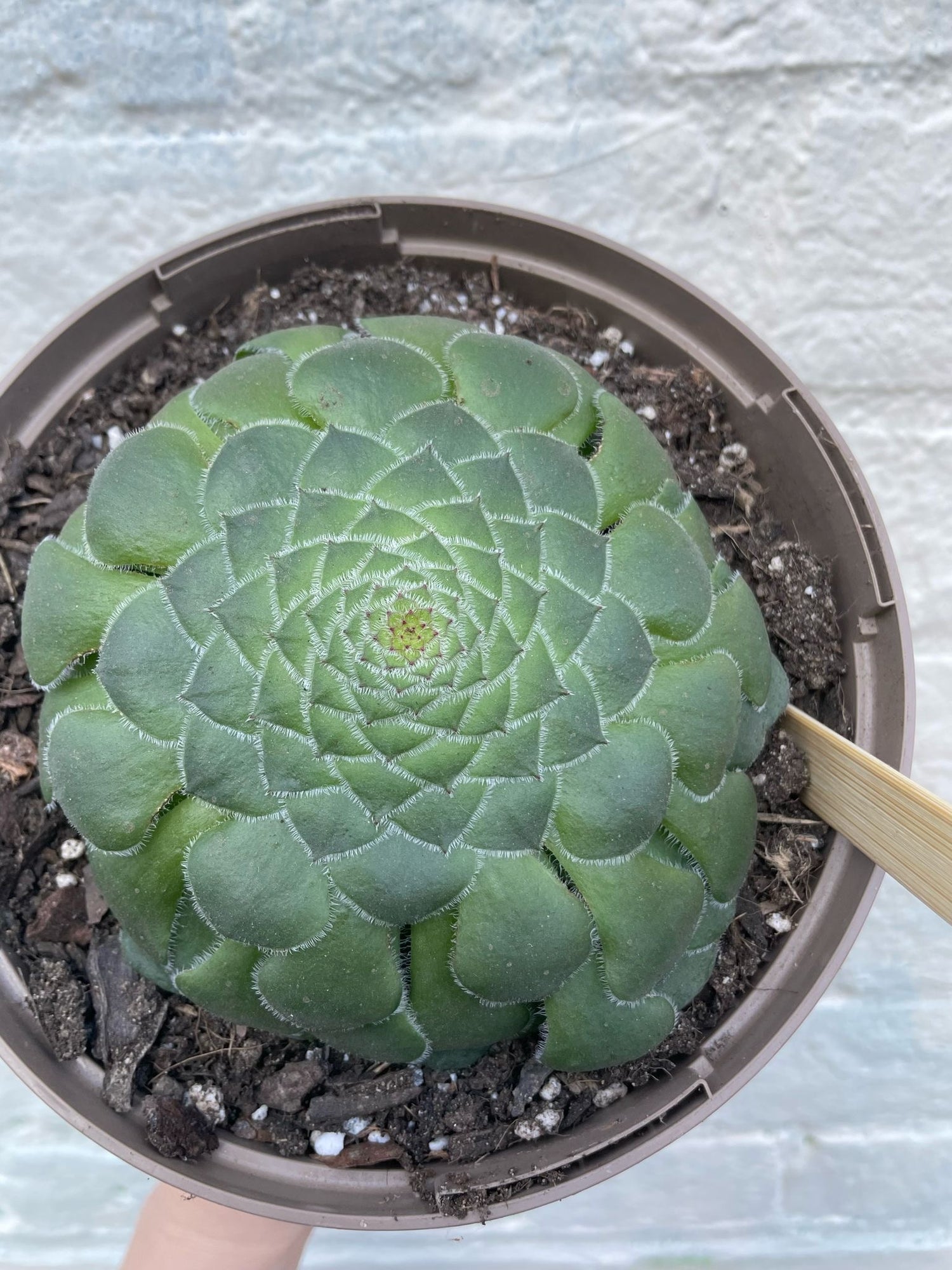 Aeonium tabuliforme (dinner plate plant) Succulent