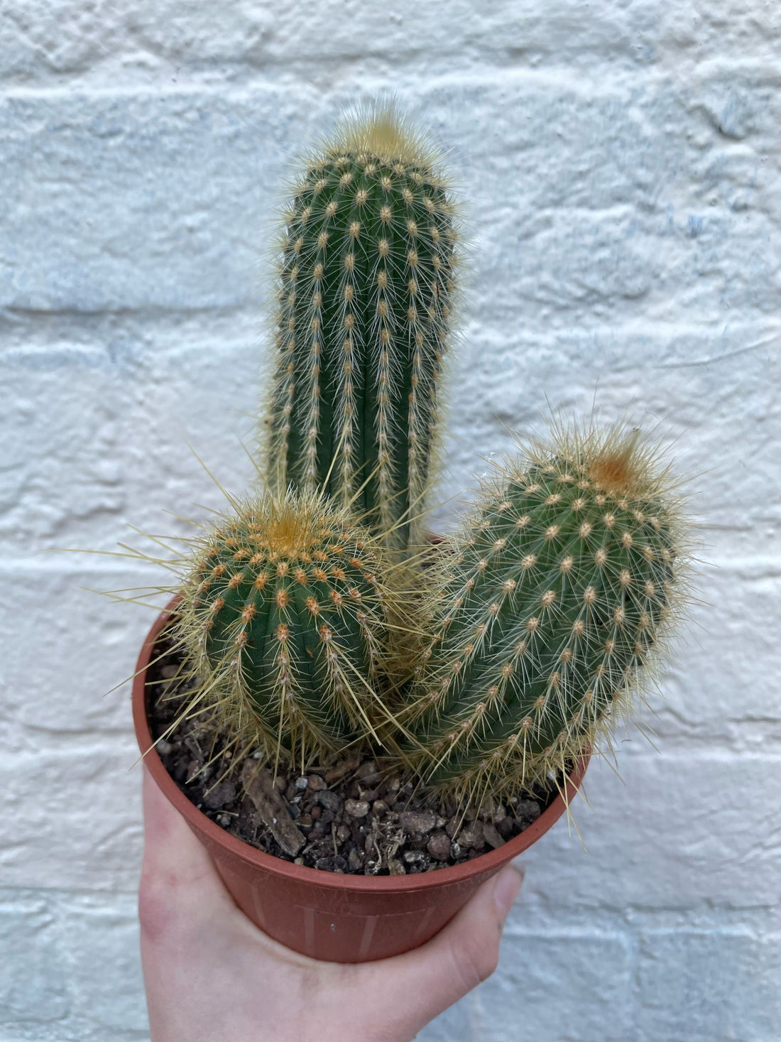 Vatricania Guentheri (red fox tail cactus) - British grown cacti