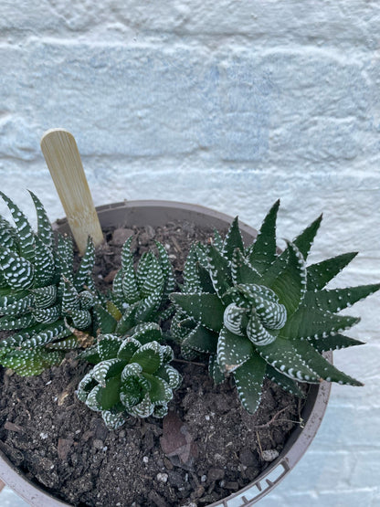 Haworthiopsis Attenuata (Zebra Haworthia)