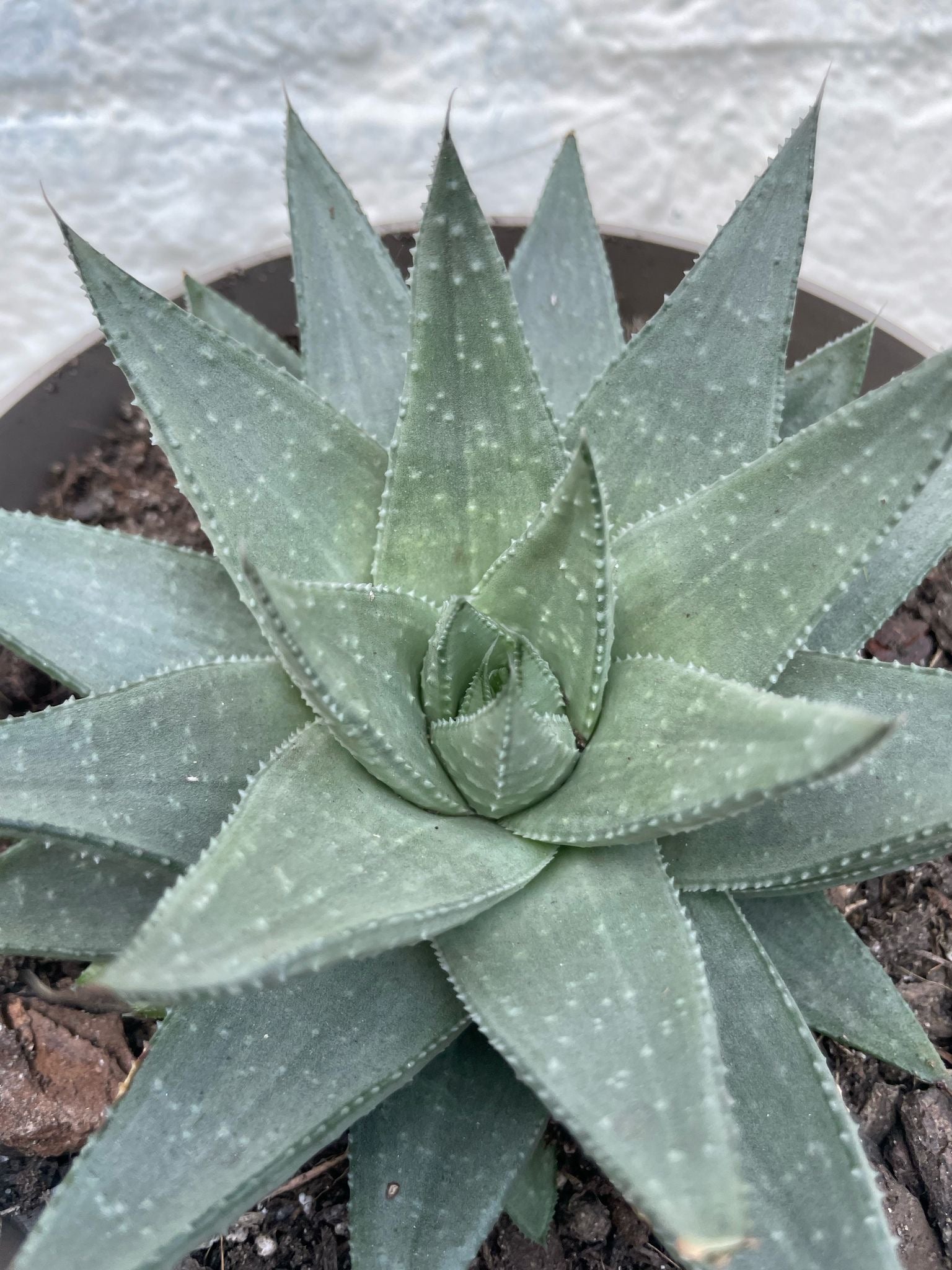 Haworthia Savanna (Star cactus)