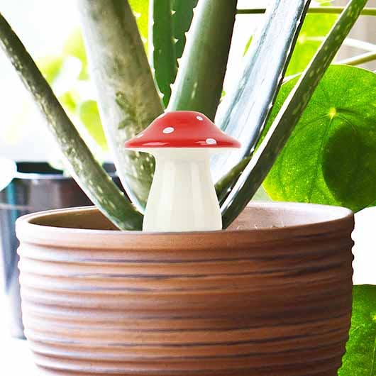 Self Watering Mushroom Planter