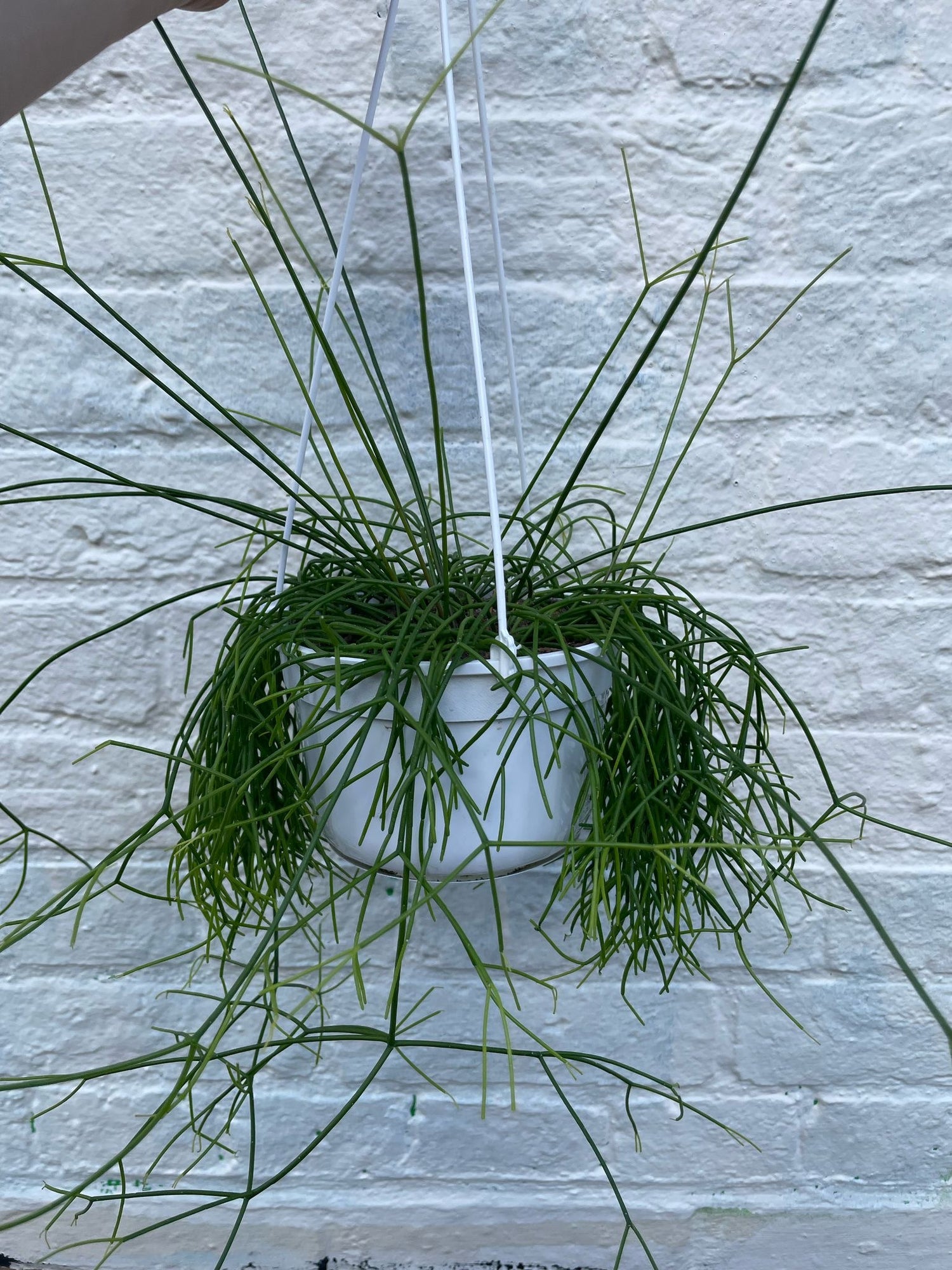 Rhipsalis Capilliformis (Mistletoe Cactus)