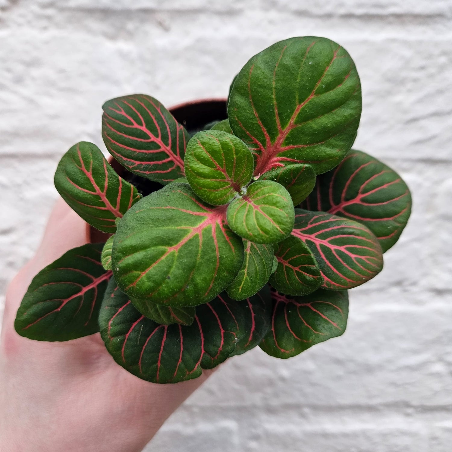 Fittonia varieties (Nerve plant/ Mosaic plant)