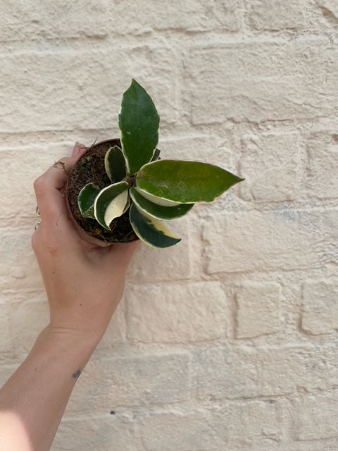 Hoya carnosa albomarginata (Waxflower)