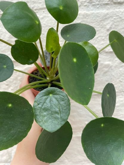 Pilea peperomoides (Chinese Money Plant) Various sizes