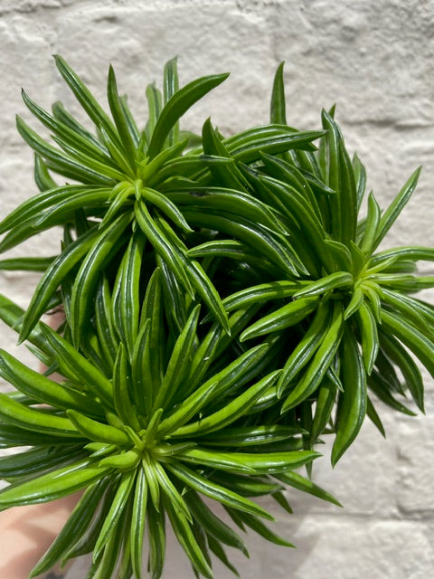 Peperomia ferryrae (Happy bean succulent)