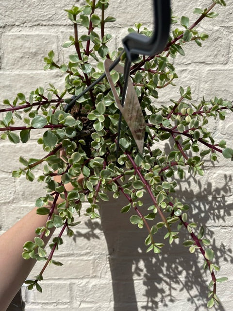 Portulacaria afra variegata (Elephant bush)