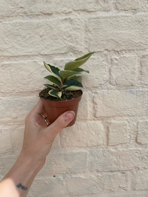 Hoya carnosa albomarginata (Waxflower)