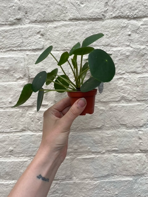 Pilea peperomoides (Chinese Money Plant) Various sizes