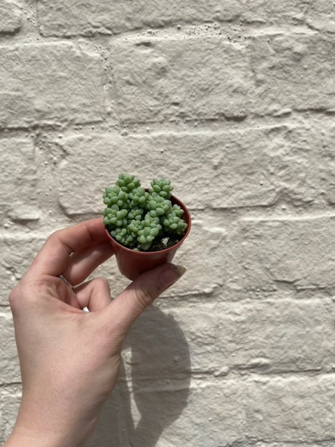 Sedum (Various Varieties)