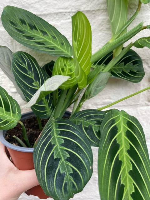 Maranta leuconeura var. erythroneura &