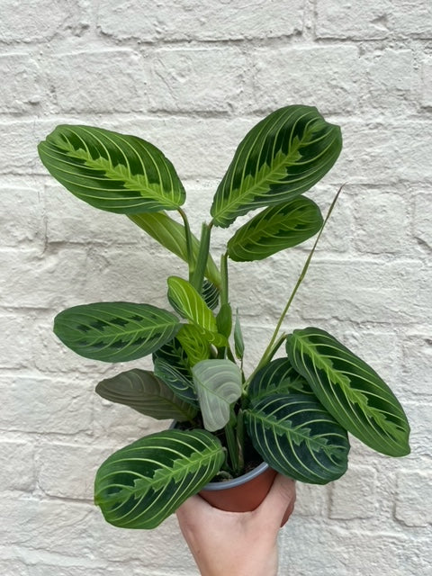 Maranta leuconeura var. erythroneura &