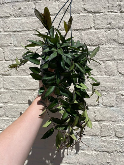 Hoya rosita (Wax flower)- In hanging pot