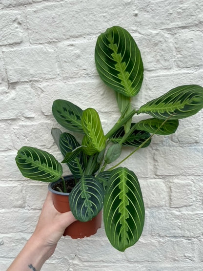 Maranta Lemon Lime (Prayer plant)