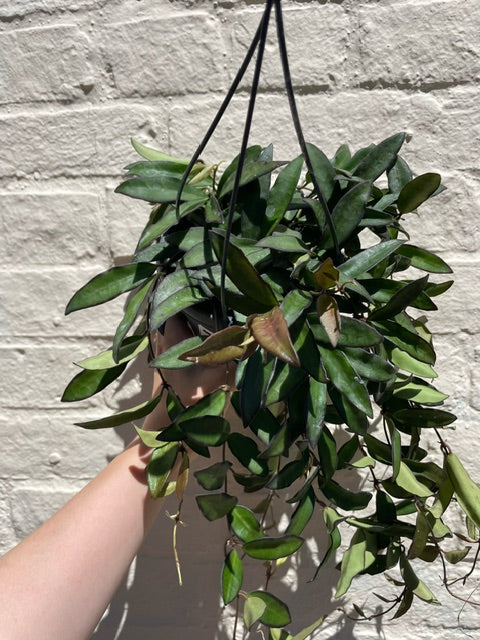 Hoya rosita (Wax flower)- In hanging pot