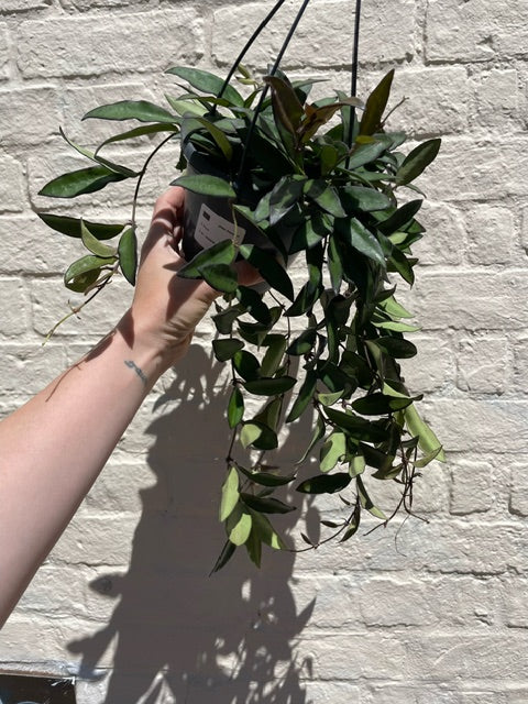 Hoya rosita (Wax flower)- In hanging pot