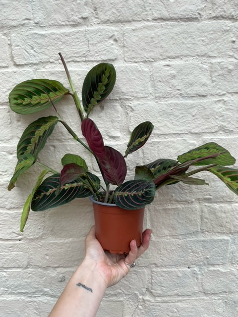 Maranta leuconeura &