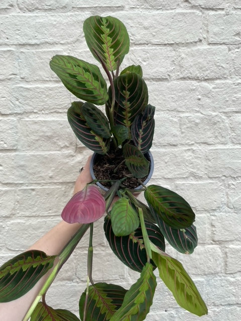 Maranta leuconeura &