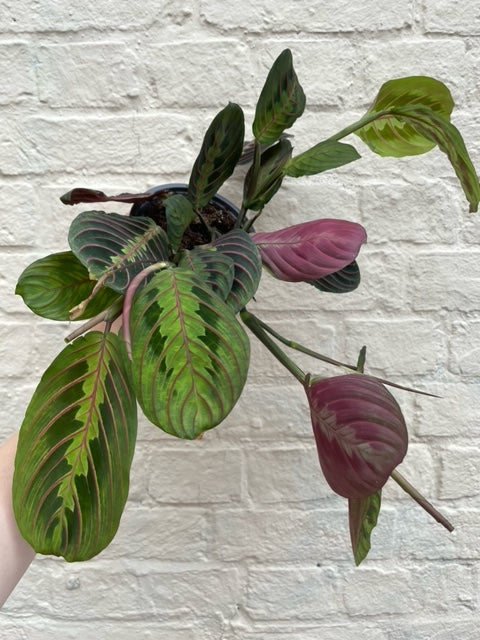 Maranta leuconeura &