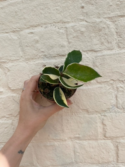 Hoya carnosa albomarginata (Waxflower)