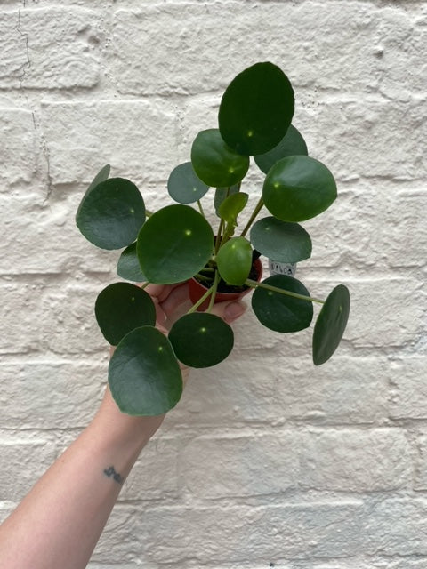 Pilea peperomoides (Chinese Money Plant) Various sizes