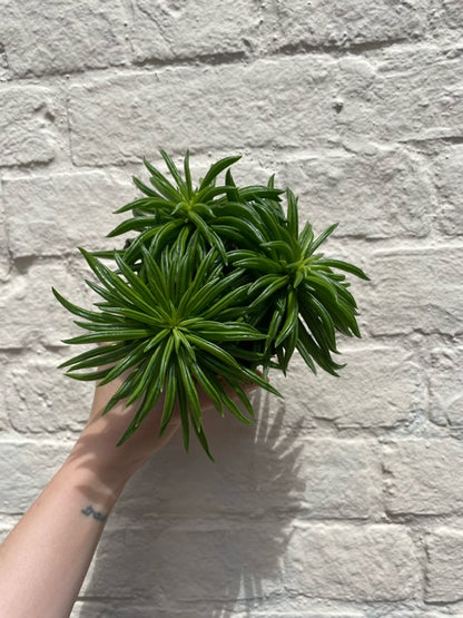 Peperomia ferryrae (Happy bean succulent)